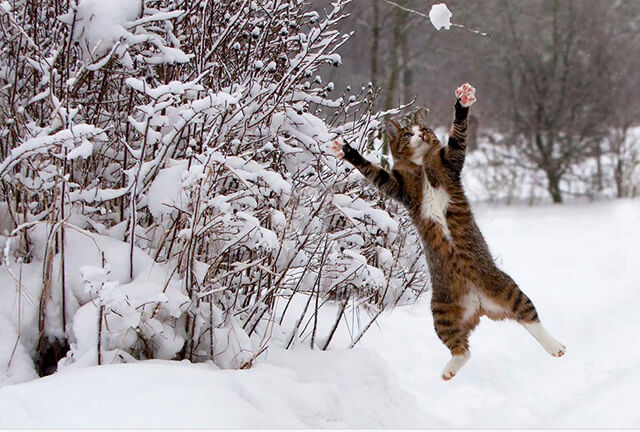 Catch-the-snow